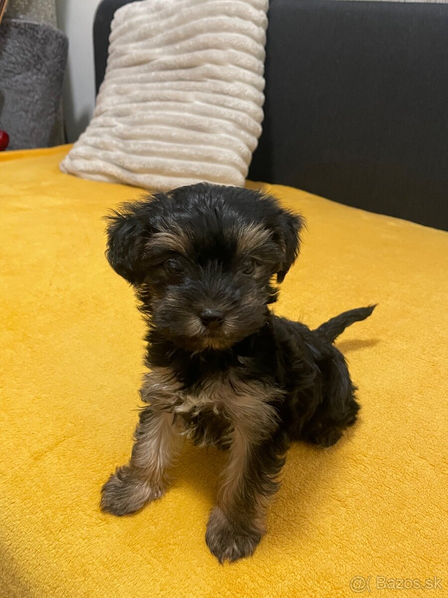 Yorksirský Teriér - 2