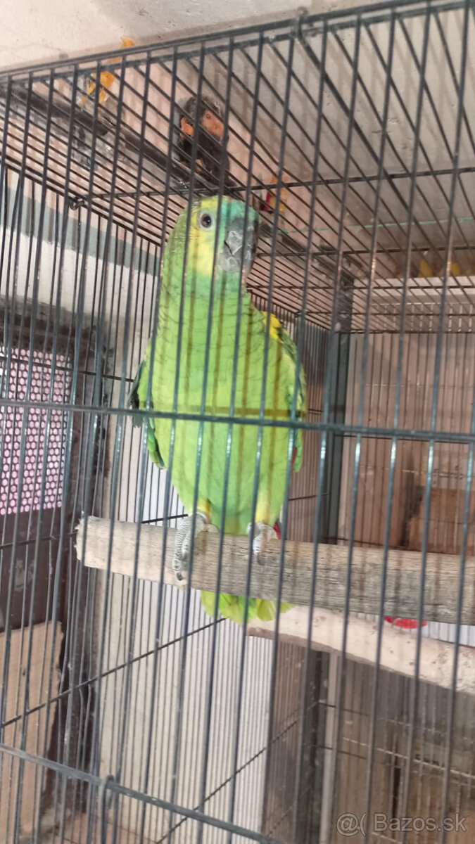 Amazoňan modročelý bolívijský - 2