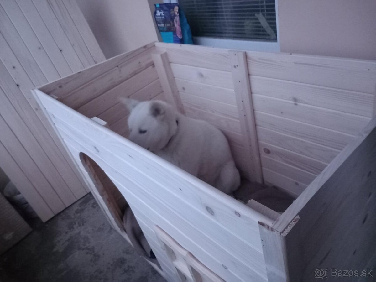 Búda pre psa - 2