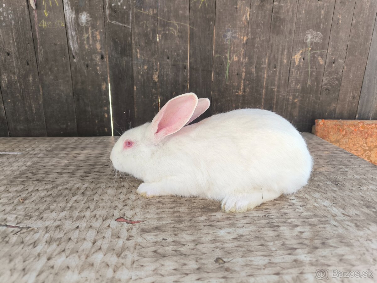 Predám králiky domáce (hyla) - 2