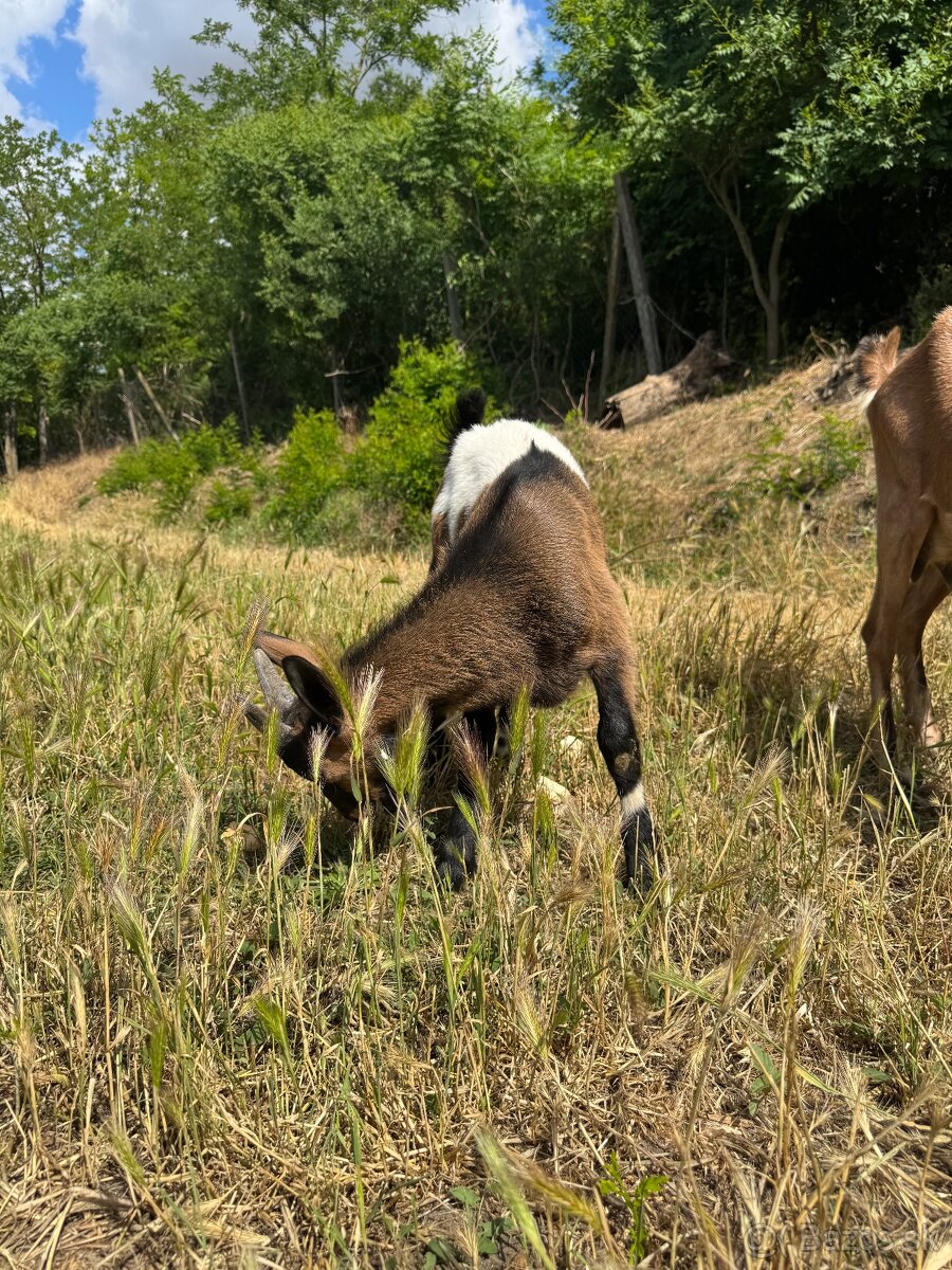 Capko a kozička na predaj - 2