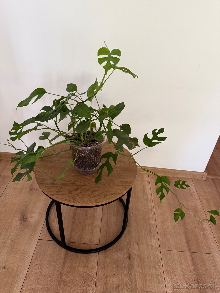 Monstera Minima - 2