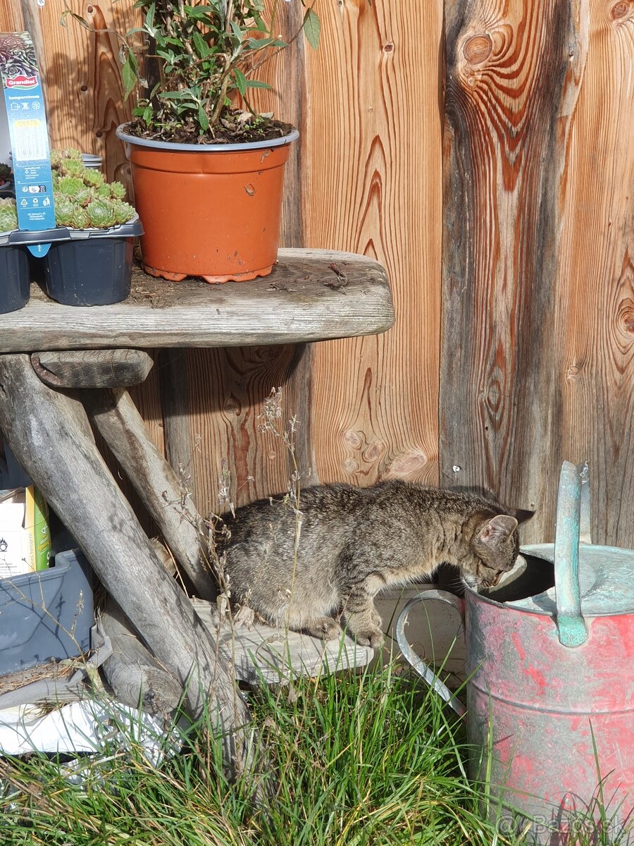 Kocúrik a mačička - 2