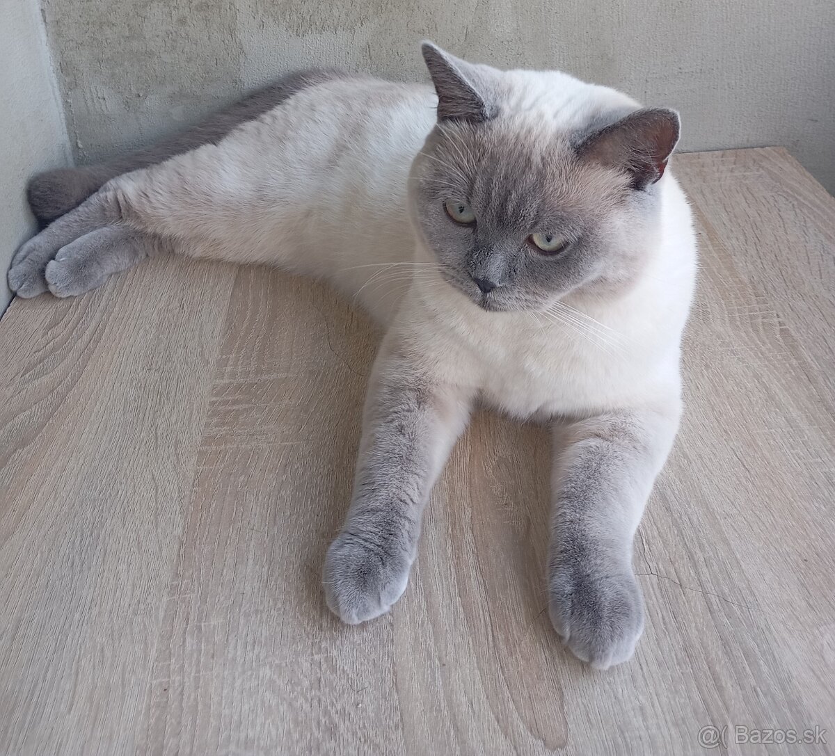 Britský kocúr na krytie - 2