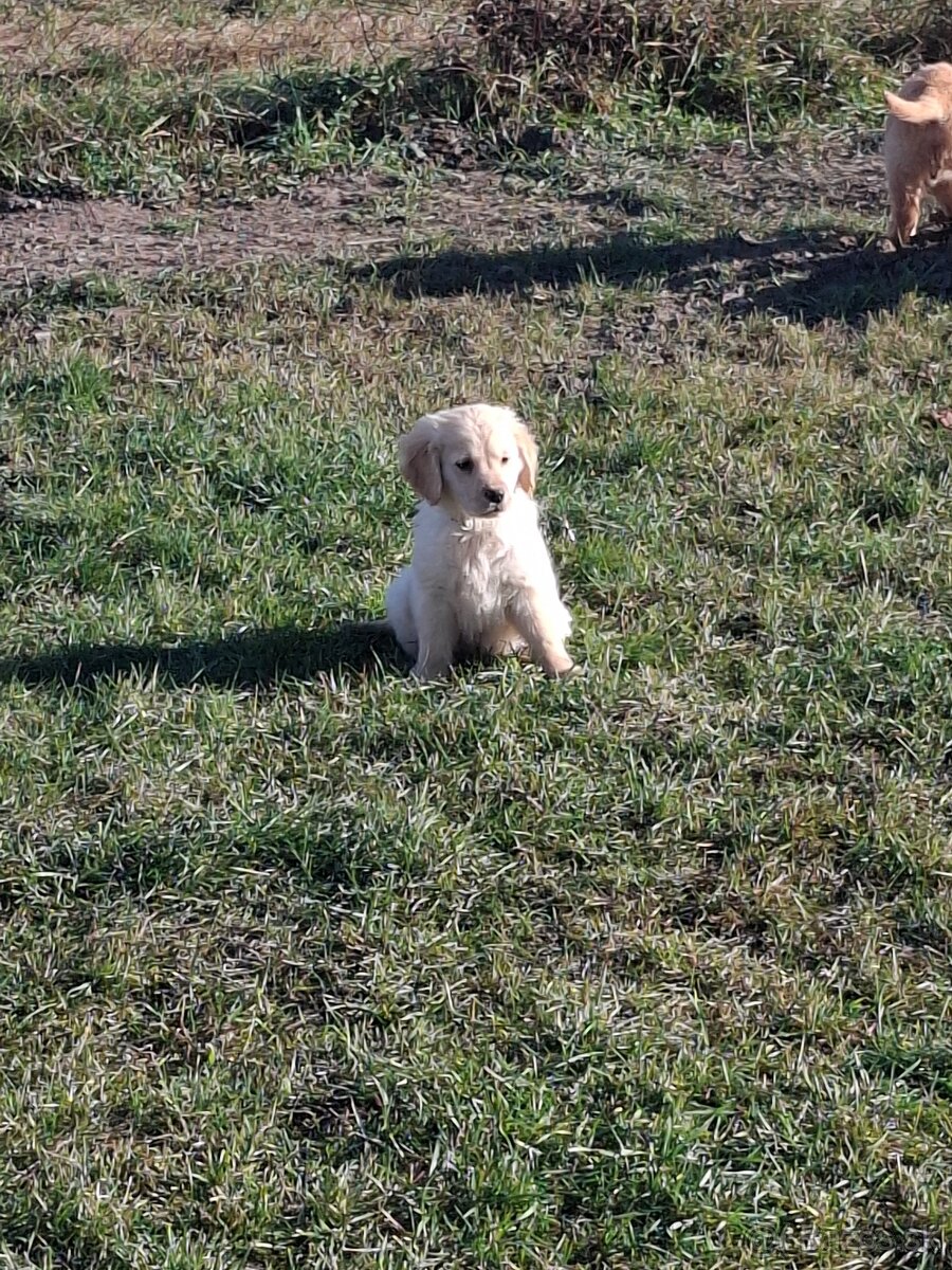 Zlatý retriever - 2
