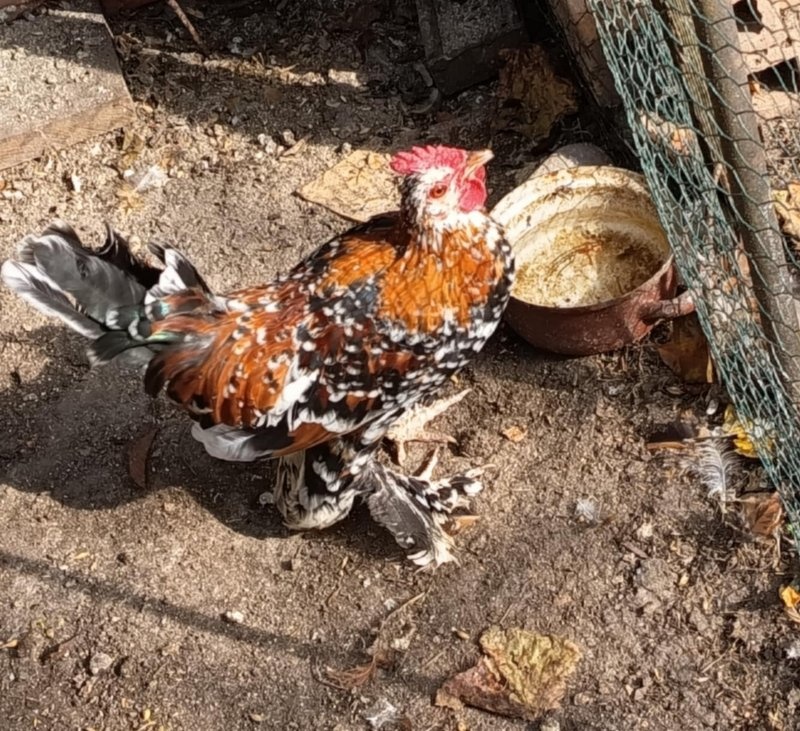 Predám kohútiky MILFLERKY papučkatej - 2