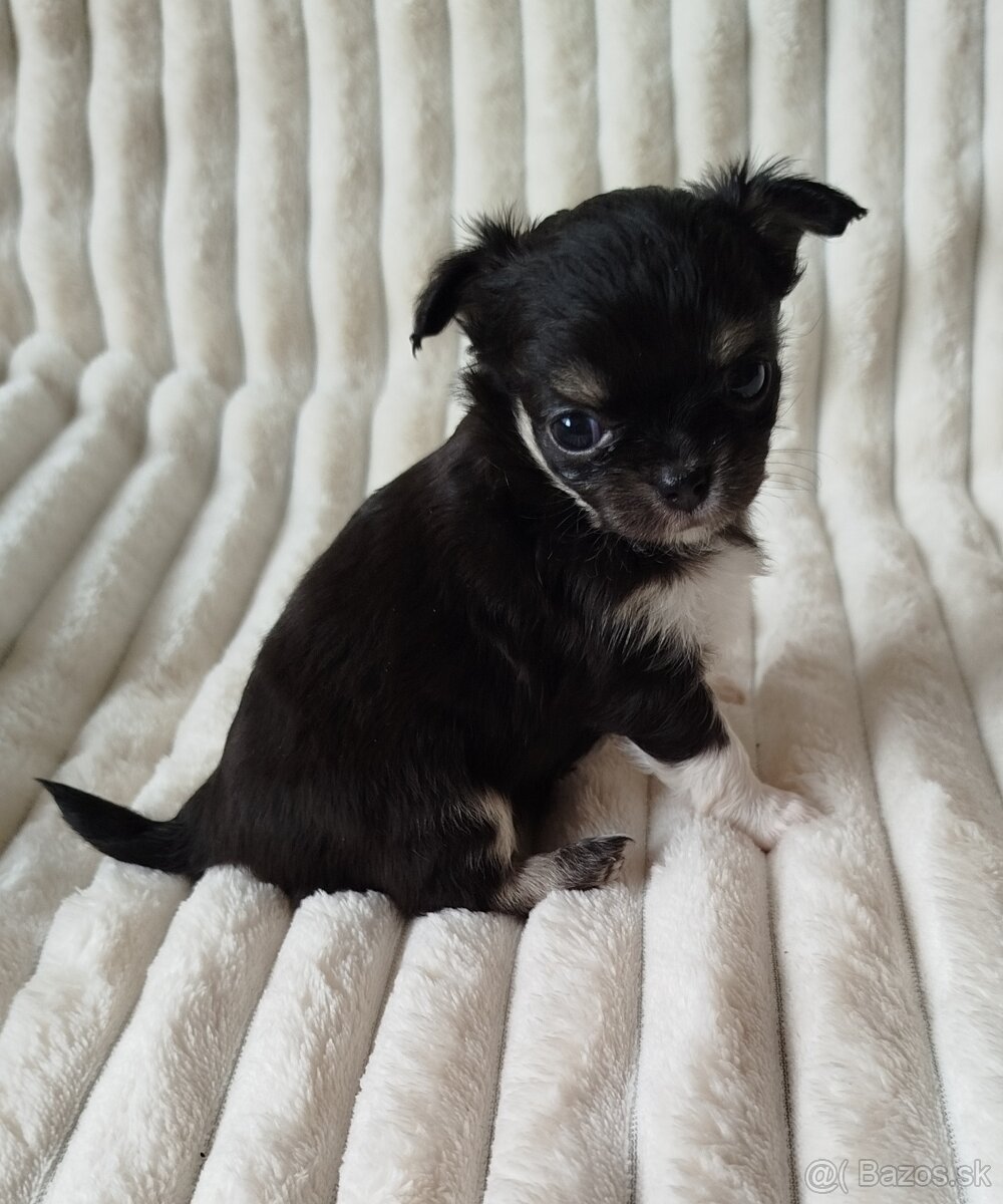 Čivava mini sučka dlhosrsta - 2