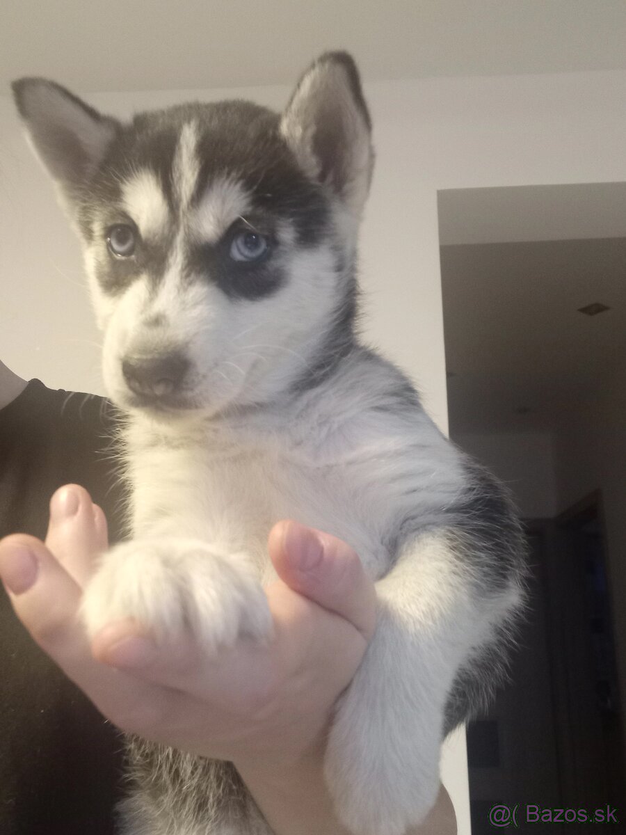 Sibirsky husky steniatko - 2