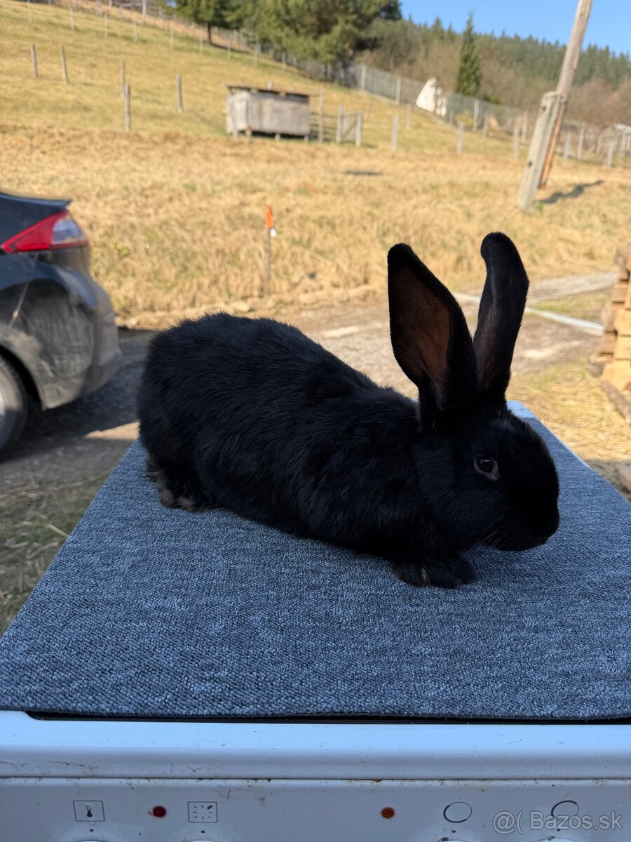 Nemecký obrovitý strakač NOS - 2