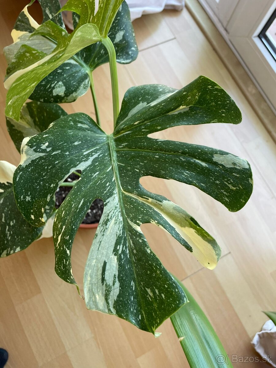 🌱 Monstera Thai Constellation na predaj 🌱 - 2