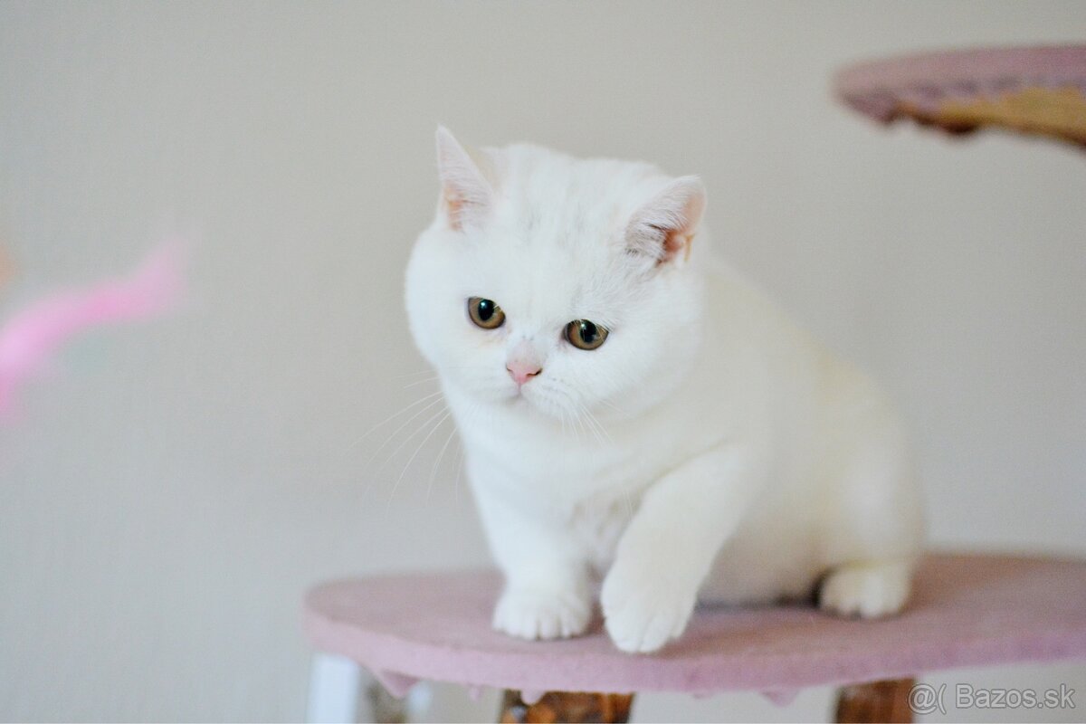 Britský kocúrik s PP - 2