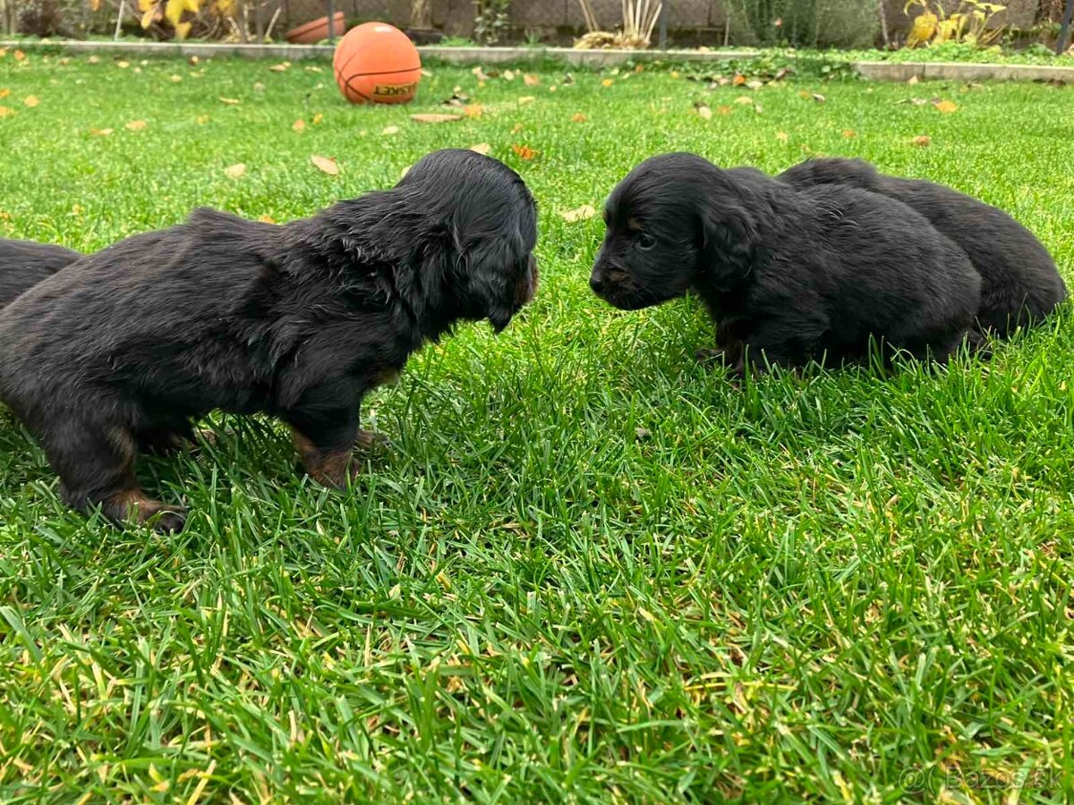 Jazvecik Dlhosrsty - 2