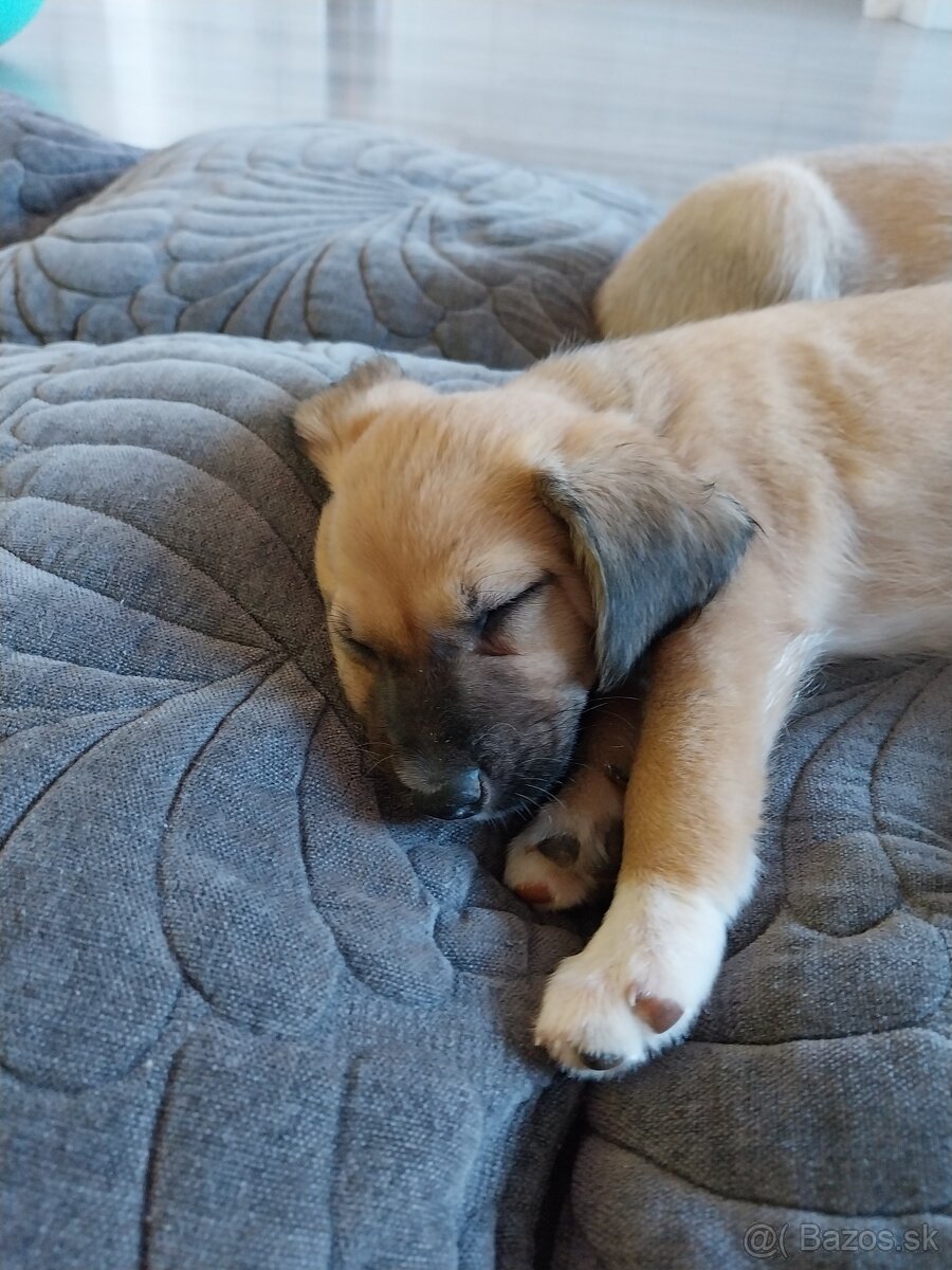 Darujem šteniatko - 2