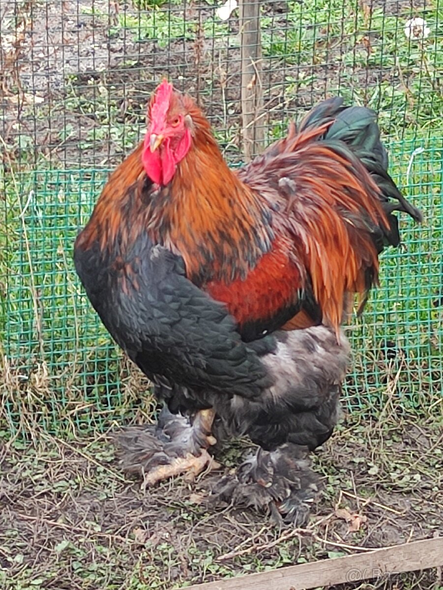 Predám KOHÚTOV Marans medenokrkej - 2