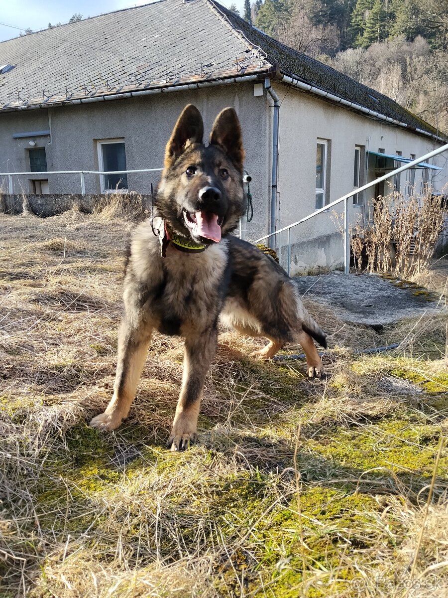 Nemecký ovčiak - 2