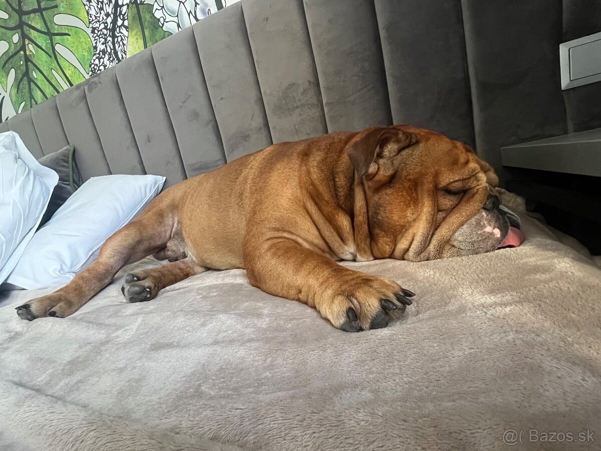 Anglicky Bulldog s PP na KRYTIE, buldog, Buldok , - 2