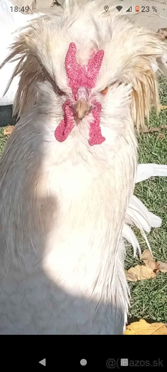 Predám kohutika - 2