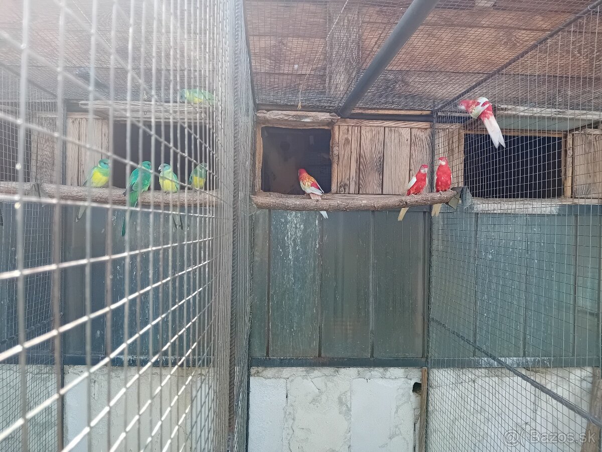 ROZELA PESTRÁ - rubino - 2