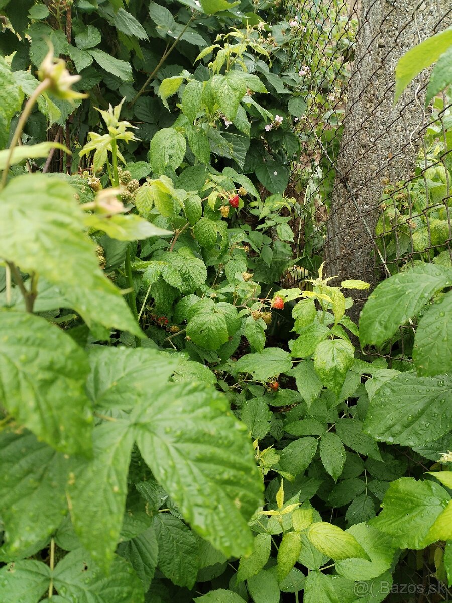 Maliny celoročné v kvetináči - 2