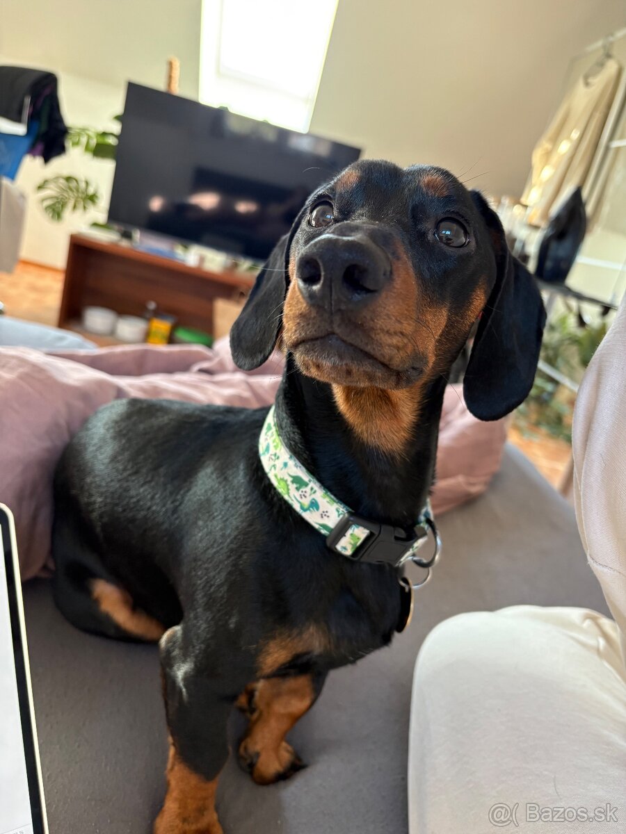 Jazvečík na krytie - 2