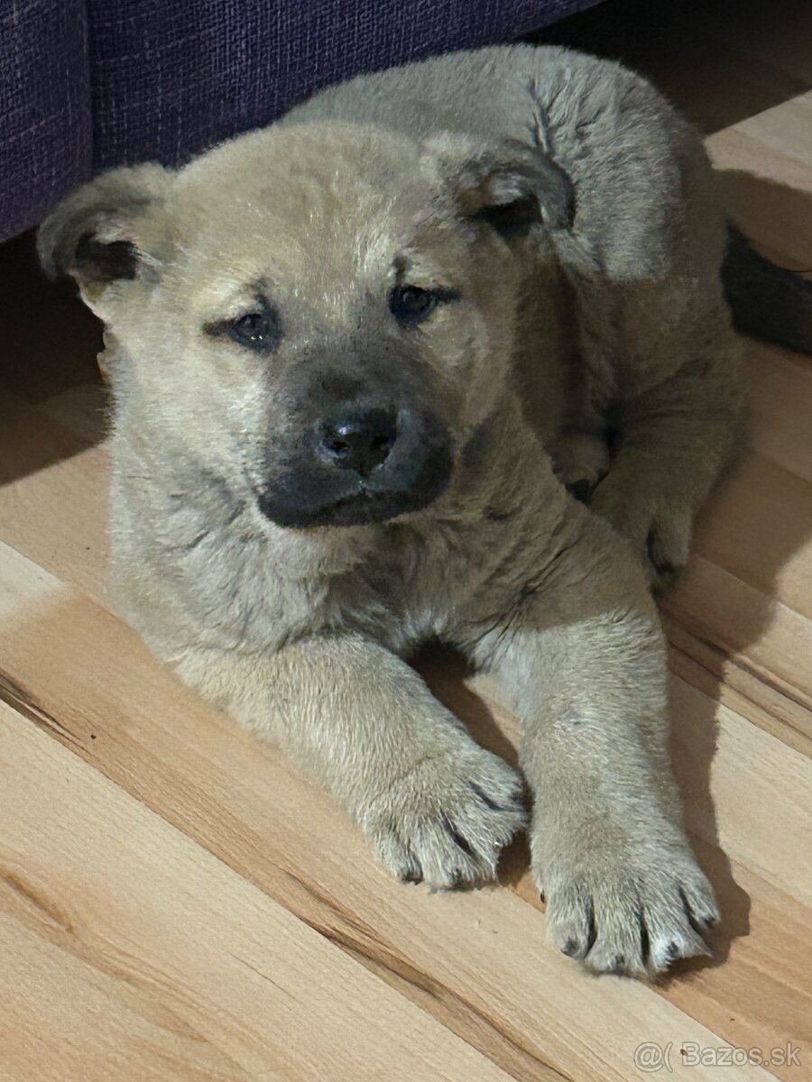 Šteniatko kangal x vlčiak - 2