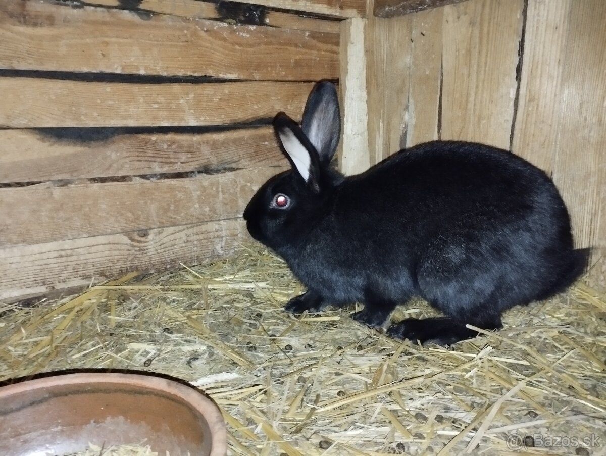 Králiky - 2
