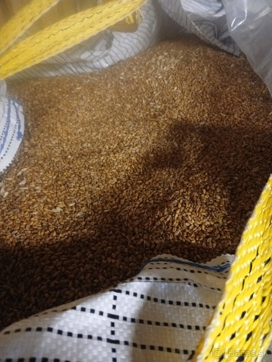 pšenica,jačmeň - 2