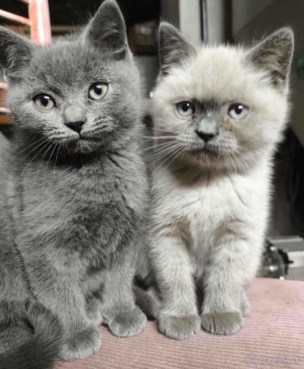 Predám britské mačiatka - 2