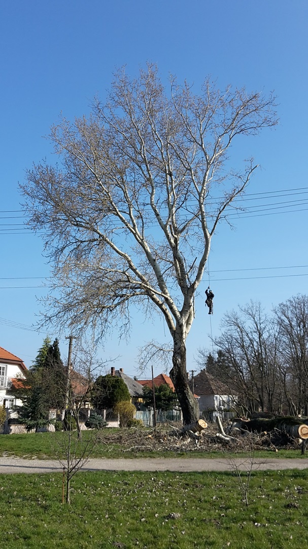 Pílenie rizikových stromov, výrub aj orez - 2