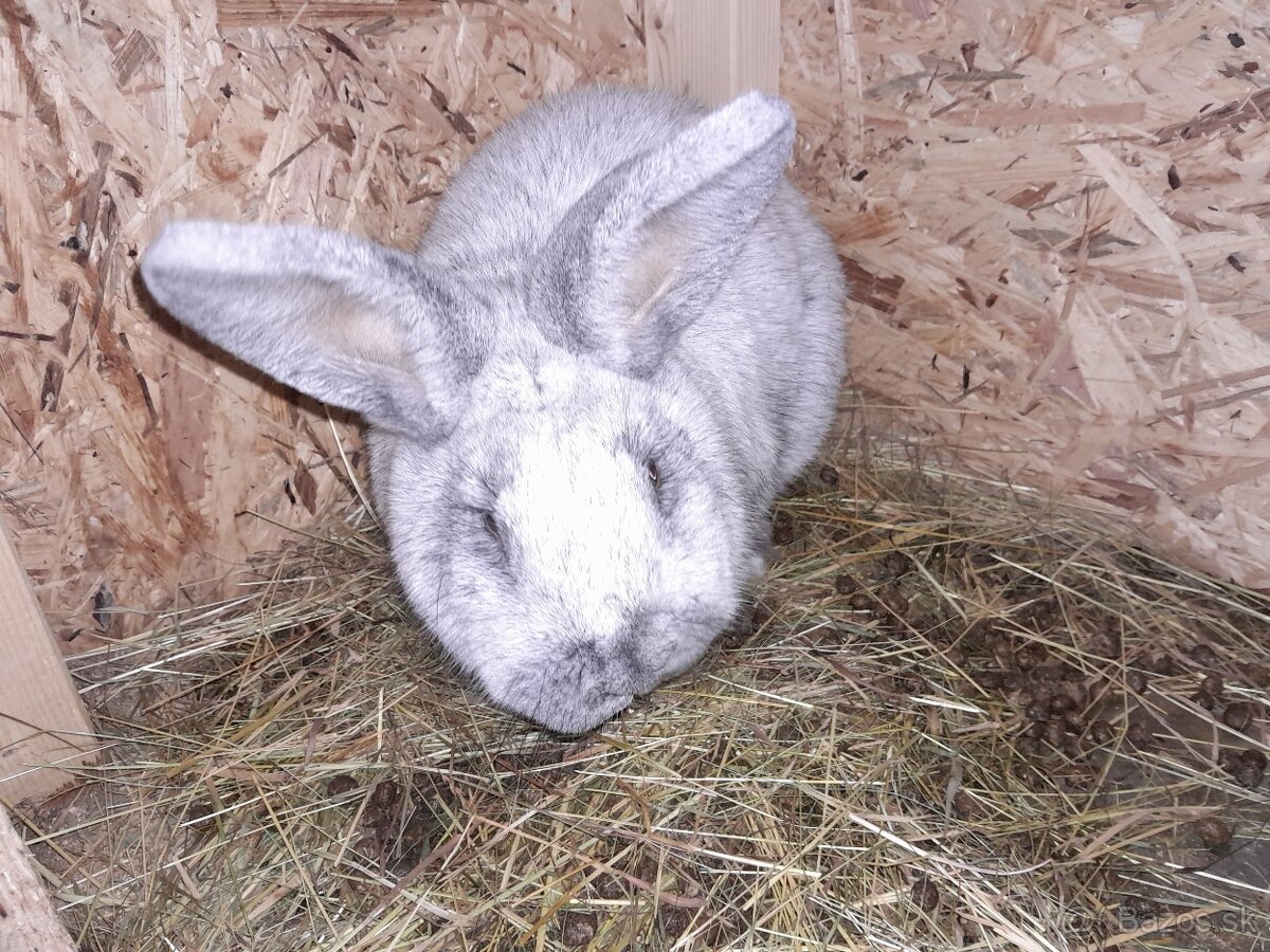 Predám králiky. - 2