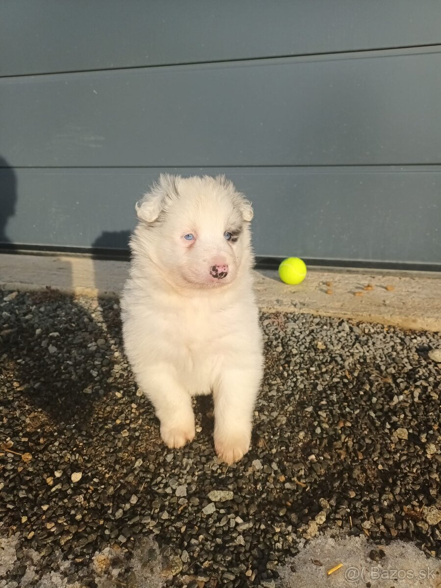Šteniatka border kólia - 2