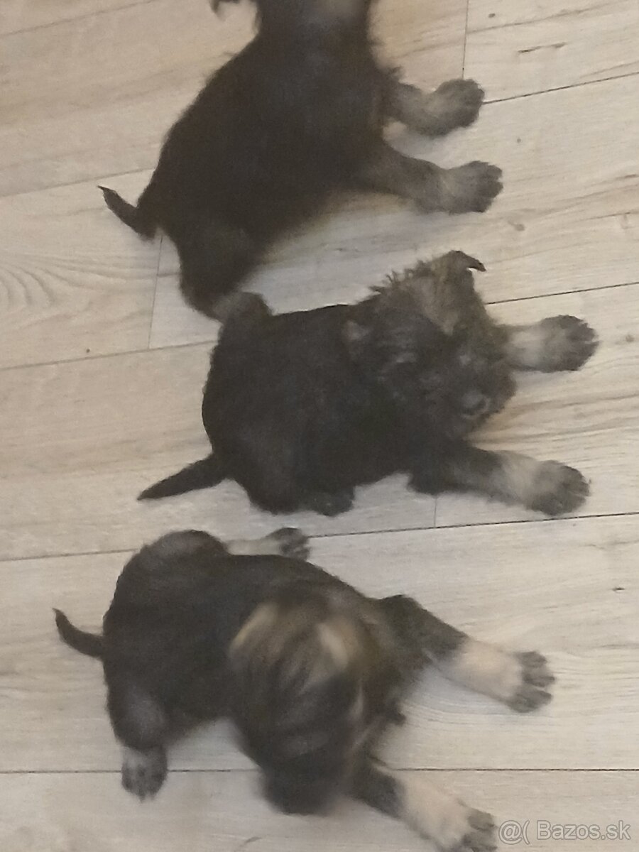 Bradáč stredný - 2