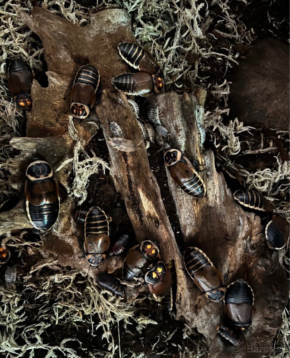 Šváby vhodné na chov - 2