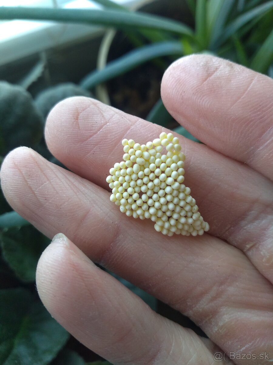 Samia cynthia riciny - 2