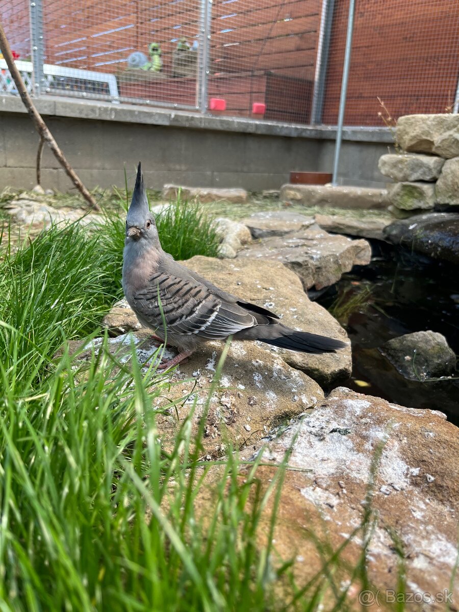 Holub chocholatý samec 2025 - 2