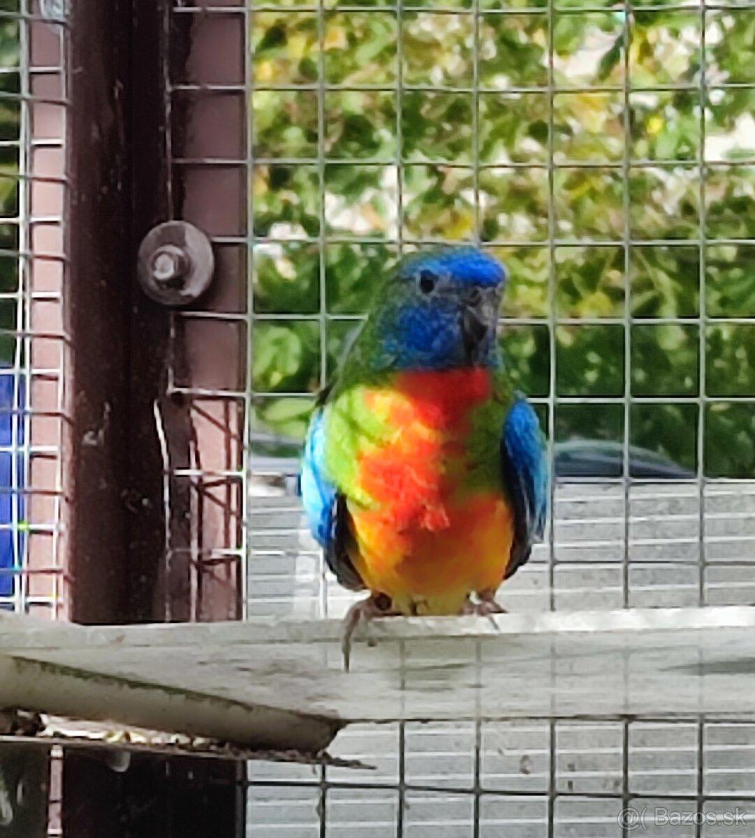 Neoféma modrohlavá - 2