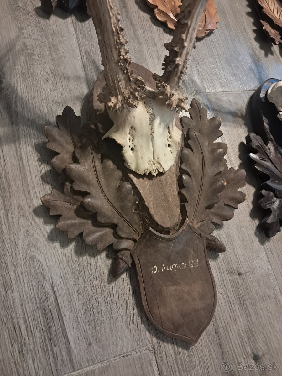 Srnce, trofej, trofeje, - 2