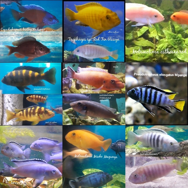 Cichlidy malawi - 2