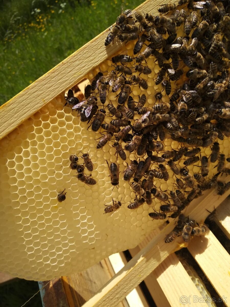 Predám včely - 2