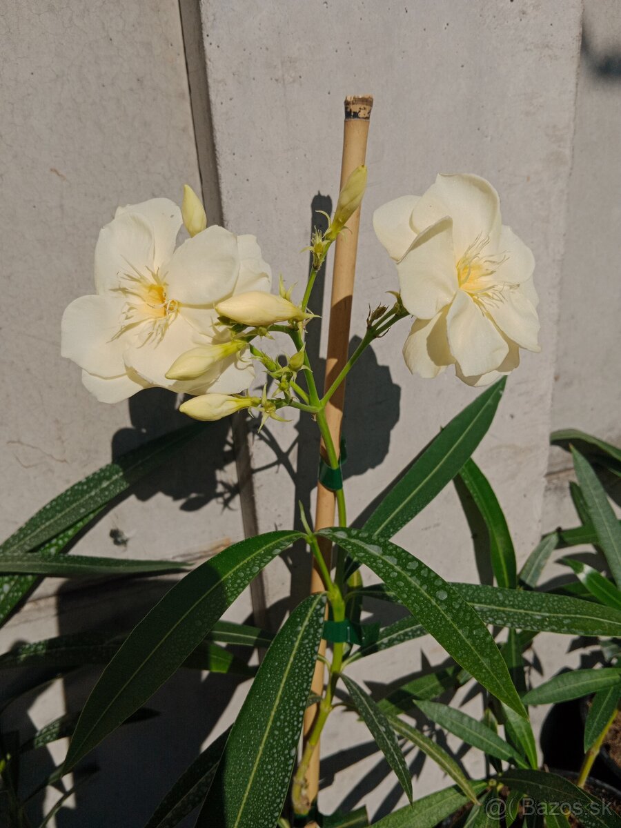 20-40 cm vysoký žltý Nerium oleander - 2