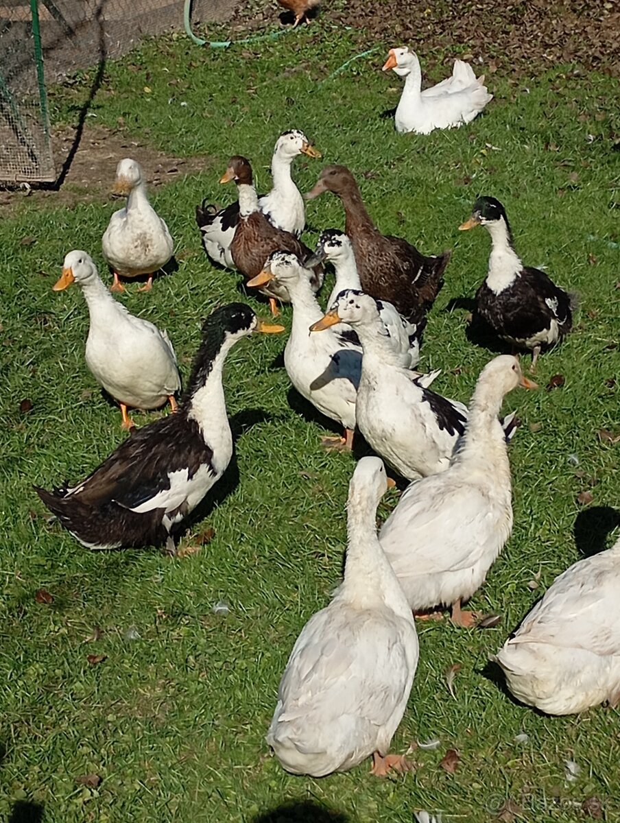 Ruánske kačice - 2