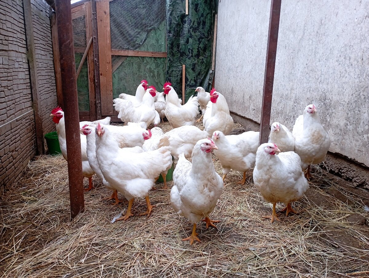 Plymutka biela násadové vajcia - 2