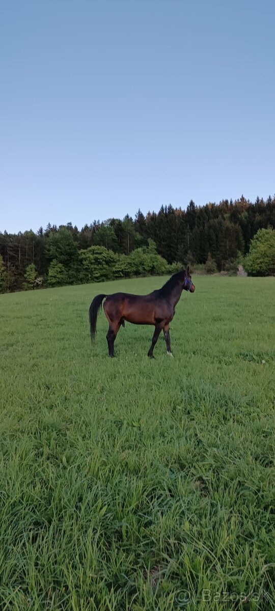 Arabsky plnokrvnik - 2