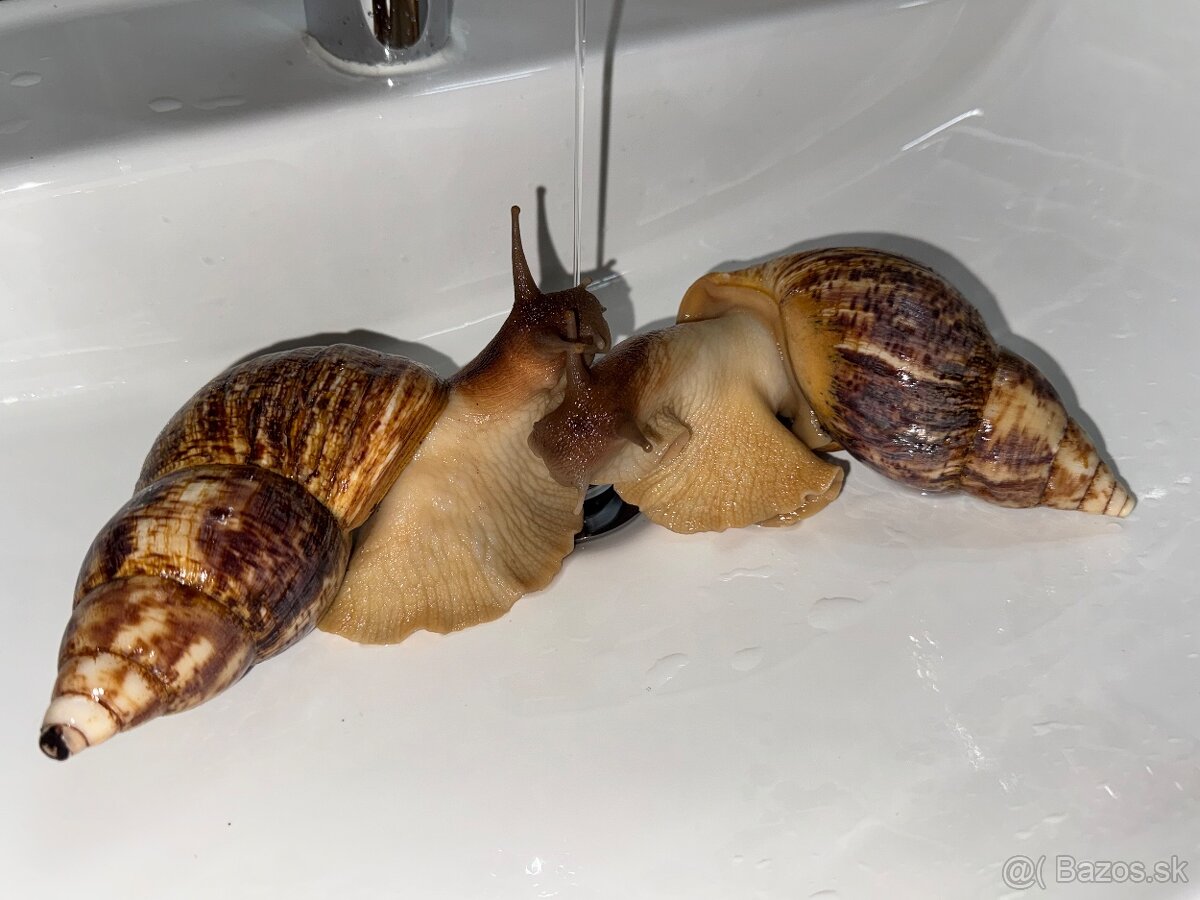 Africký slimak - 2