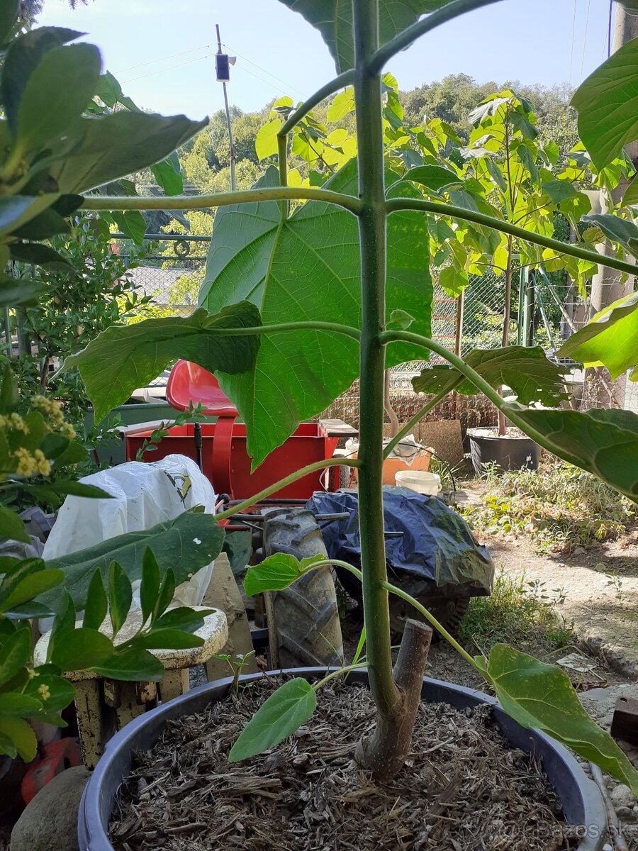 Cisarsky strom Paulownia a Aloe vera - 2