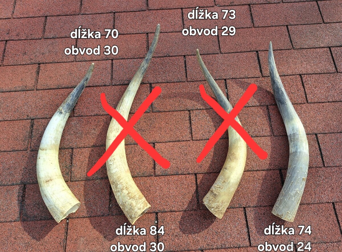 Rohy maďarský stepný - 2