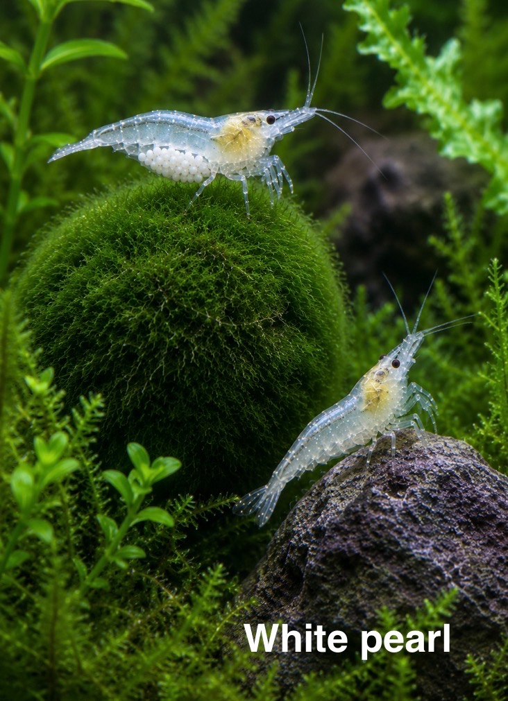KREVETKY NEOCARIDINA - 2