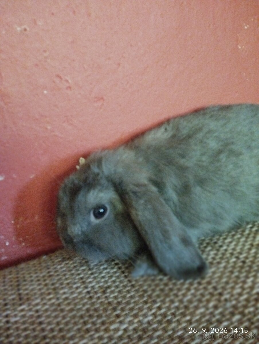 Mini lop - 2