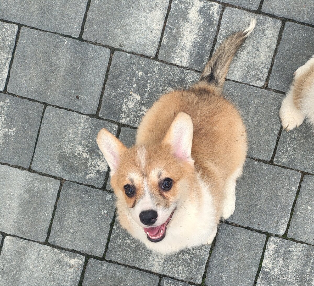 Welsh Corgi Pembroke - 2