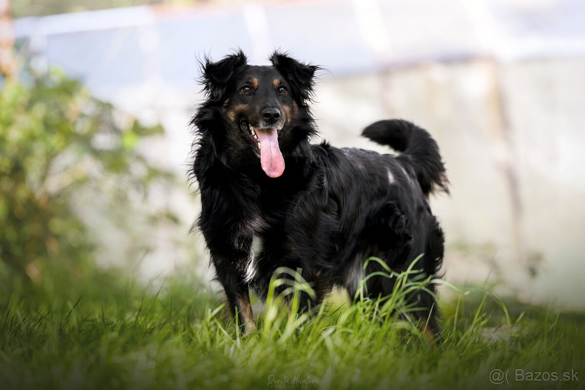 Darujem spoločníka a strážcu Luisa - hrozí návrat do útulku - 2